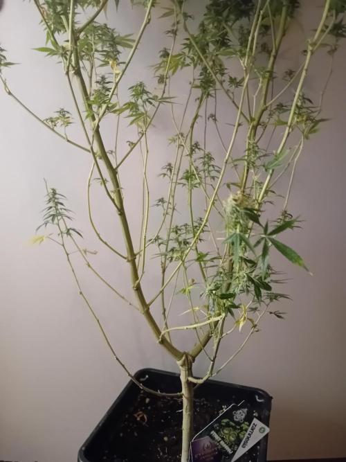 Zamnesia Sticky Brocolli - Eternity GC. Week 22
