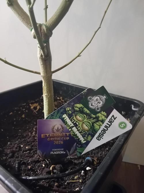 Zamnesia Sticky Brocolli - Eternity GC. Week 22
