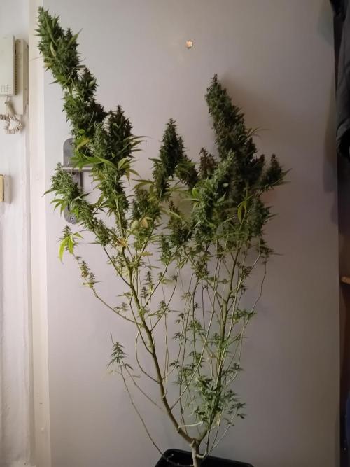 Zamnesia Sticky Brocolli - Eternity GC. Week 22