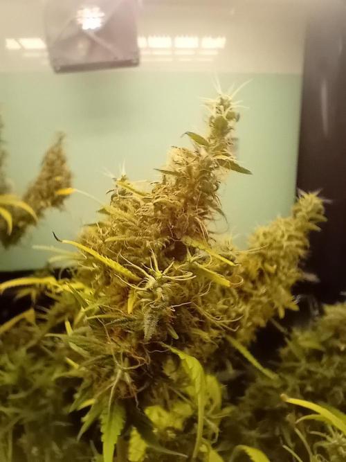Zamnesia Sticky Brocolli - Eternity GC. Week 22