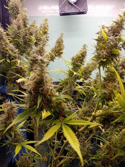 Zamnesia Sticky Brocolli - Eternity GC. Week 22
