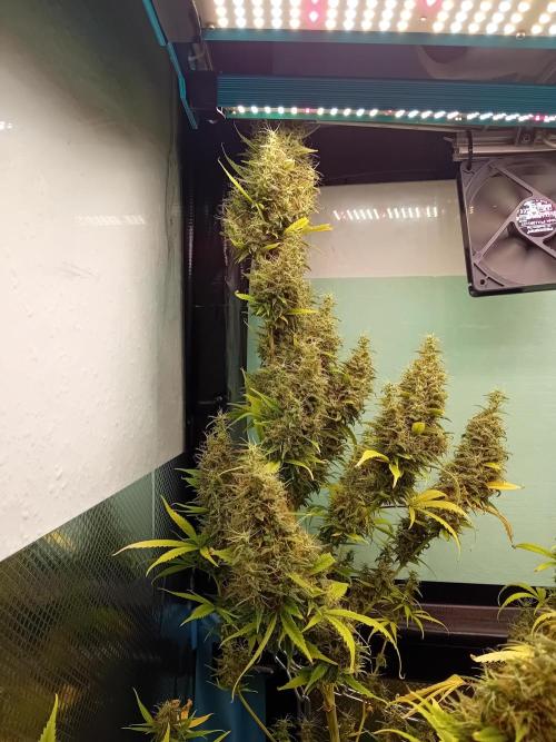 Zamnesia Sticky Brocolli - Eternity GC. Week 22