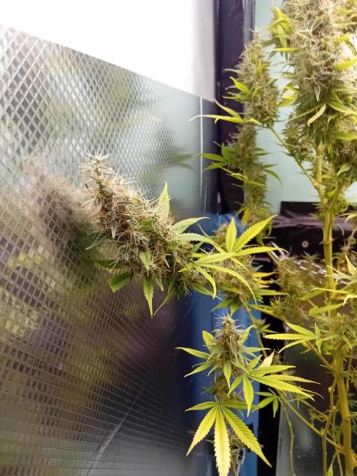 Zamnesia Sticky Brocolli - Eternity GC. Week 22