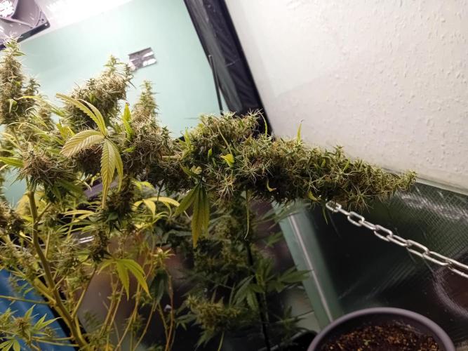 Zamnesia Sticky Brocolli - Eternity GC. Week 22 - Heavy buds 