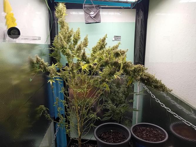 Zamnesia Sticky Brocolli - Eternity GC. Week 22