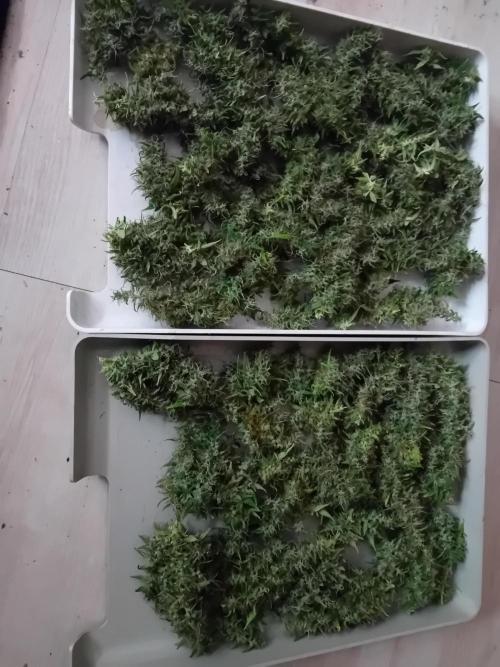 Zamnesia Sticky Brocolli - Eternity GC. Week 23