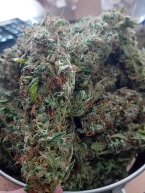 Zamnesia Sticky Brocolli - Eternity GC. Week 23
