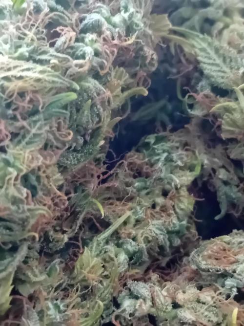 Zamnesia Sticky Brocolli - Eternity GC. Week 23