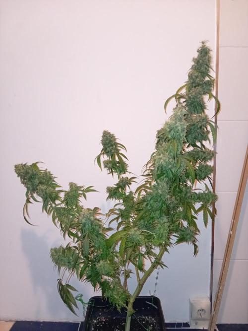 Bruce Banner - Photo -  by Linda Seeds. Week 20