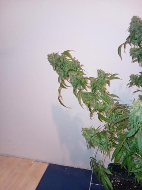Bruce Banner - Photo -  by Linda Seeds. Week 20
