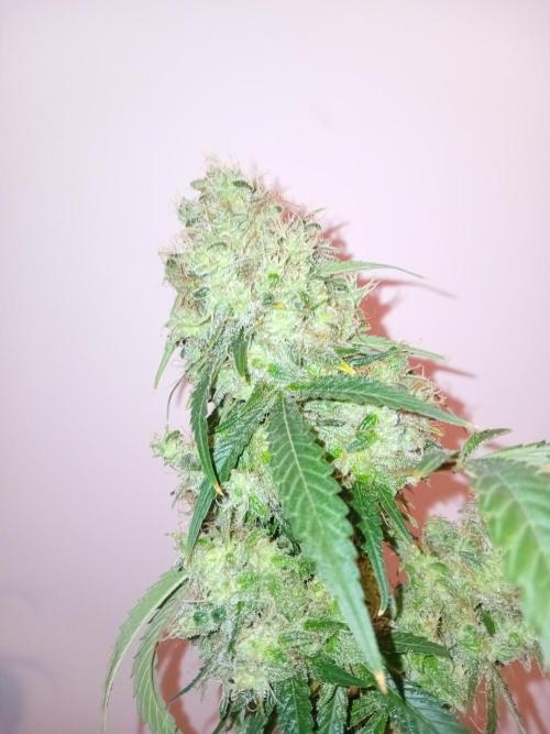 Bruce Banner - Photo -  by Linda Seeds. Week 20