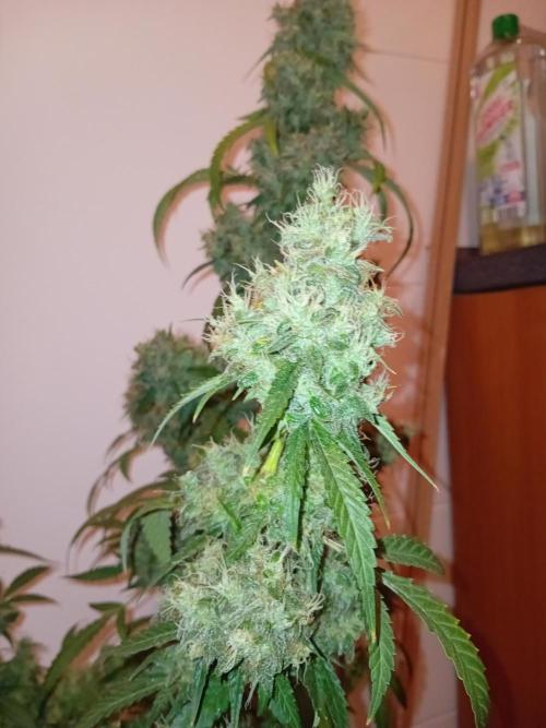 Bruce Banner - Photo -  by Linda Seeds. Week 20