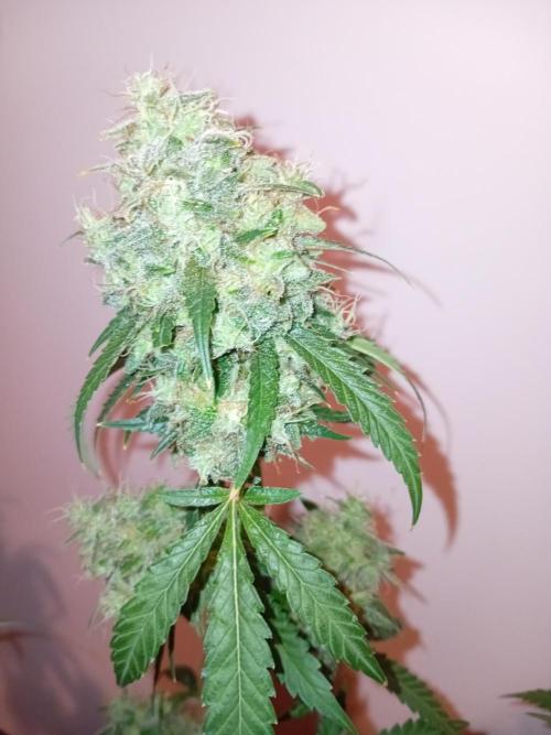 Bruce Banner - Photo -  by Linda Seeds. Week 20