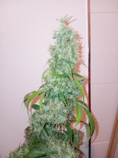 Bruce Banner - Photo -  by Linda Seeds. Week 20