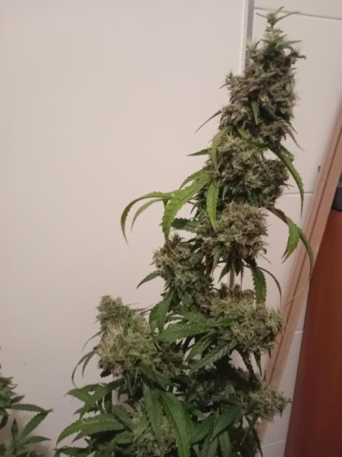Bruce Banner - Photo -  by Linda Seeds. Week 20