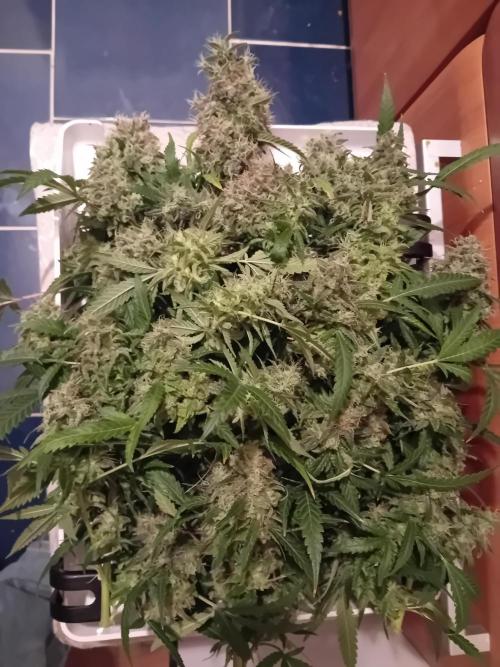 Bruce Banner - Photo -  by Linda Seeds. Week 20