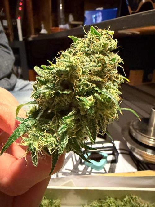 Bruce Banner - Photo -  by Linda Seeds. Week 20