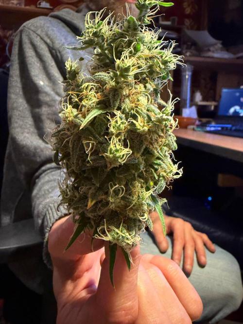 Bruce Banner - Photo -  by Linda Seeds. Week 20