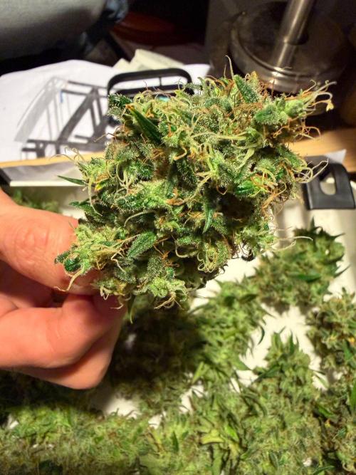 Bruce Banner - Photo -  by Linda Seeds. Week 20