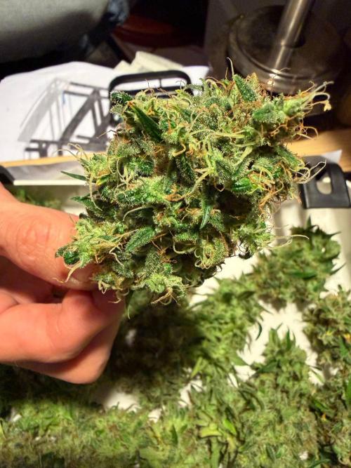Bruce Banner - Photo -  by Linda Seeds. Week 21