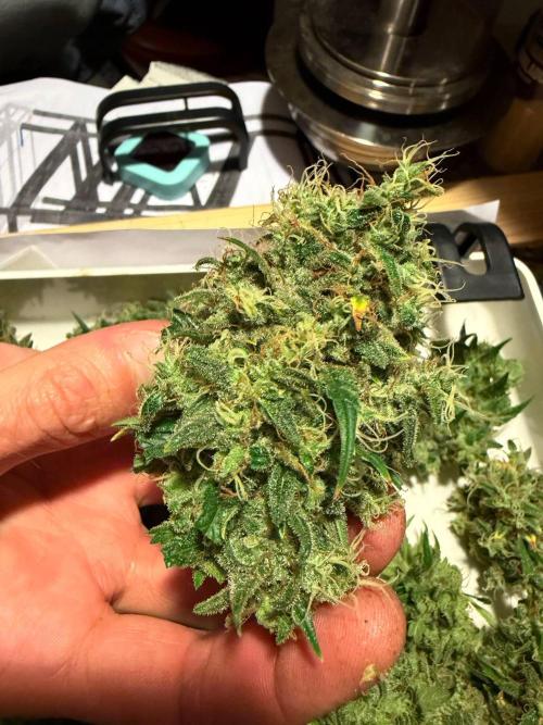 Bruce Banner - Photo -  by Linda Seeds. Week 21