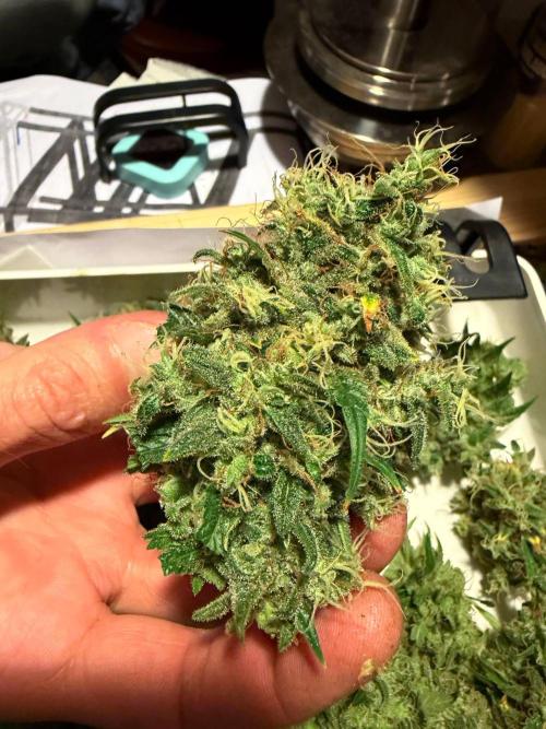 Bruce Banner - Photo -  by Linda Seeds. Week 21