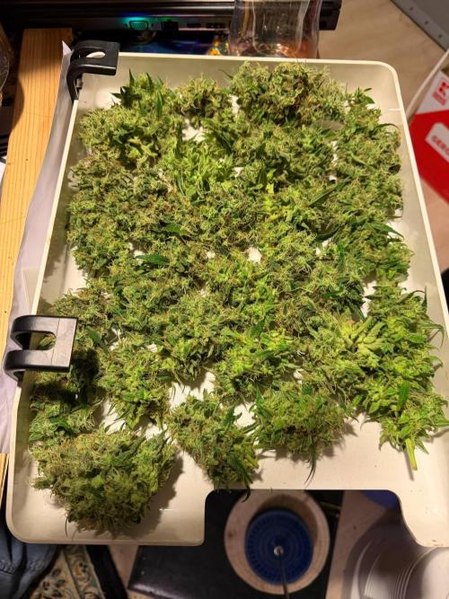 Bruce Banner - Photo -  by Linda Seeds. Week 21