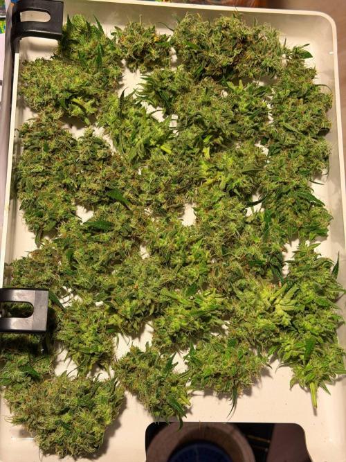 Bruce Banner - Photo -  by Linda Seeds. Week 21