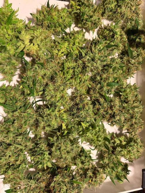 Bruce Banner - Photo -  by Linda Seeds. Week 21