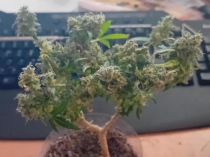 Experiment #1 Heartgrow- unknown seed. Week 21