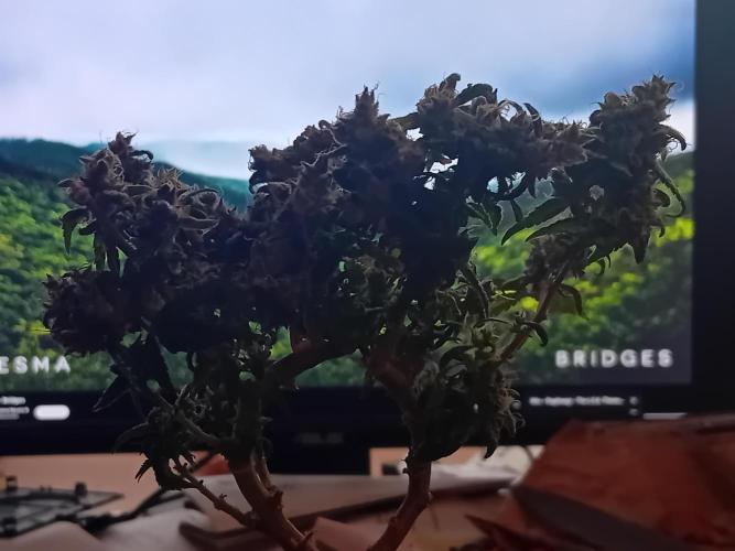 Experiment #1 Heartgrow- unknown seed. Week 21