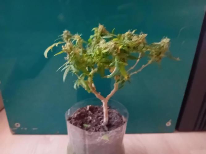 Experiment #1 Heartgrow- unknown seed. Week 21
