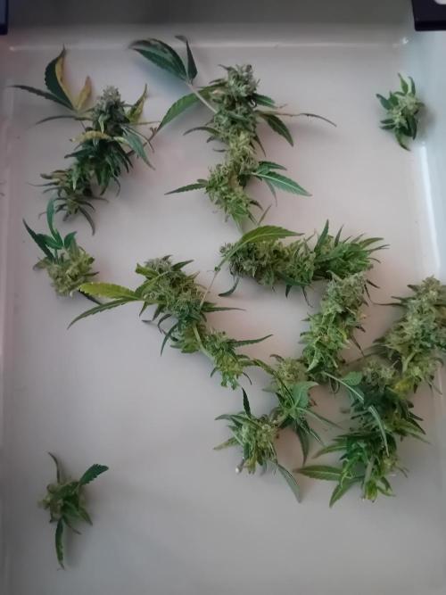 Experiment #1 Heartgrow- unknown seed. Week 21