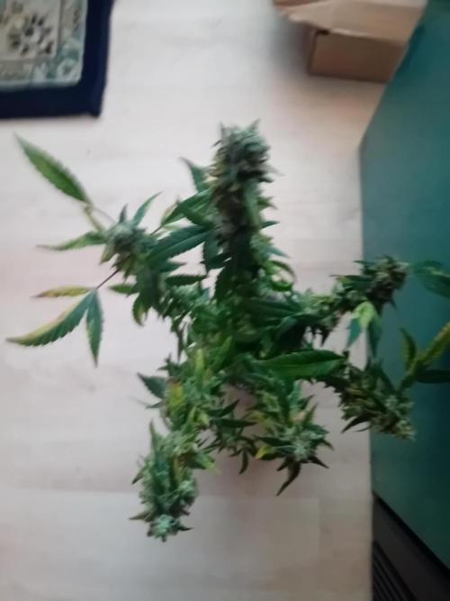 Experiment #1 Heartgrow- unknown seed. Week 21
