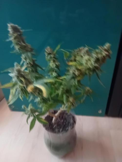 Experiment #1 Heartgrow- unknown seed. Week 21