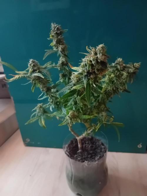 Experiment #1 Heartgrow- unknown seed. Week 21
