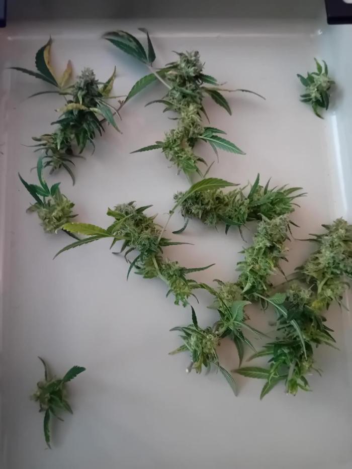 Experiment #1 Heartgrow- unknown seed. Week 22