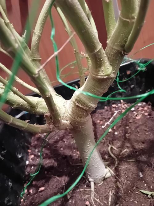 Amnesia XXL - Fem    "LINDA SEEDS". Week 20