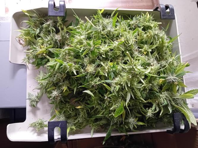Amnesia XXL - Fem    "LINDA SEEDS". Week 20