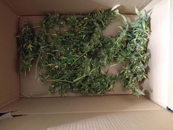 Amnesia XXL - Fem    "LINDA SEEDS". Week 20