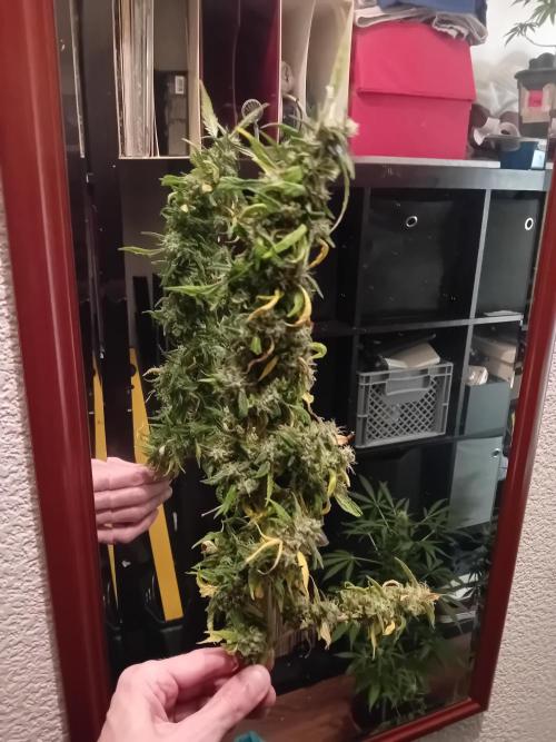 Amnesia XXL - Fem    "LINDA SEEDS". Week 20