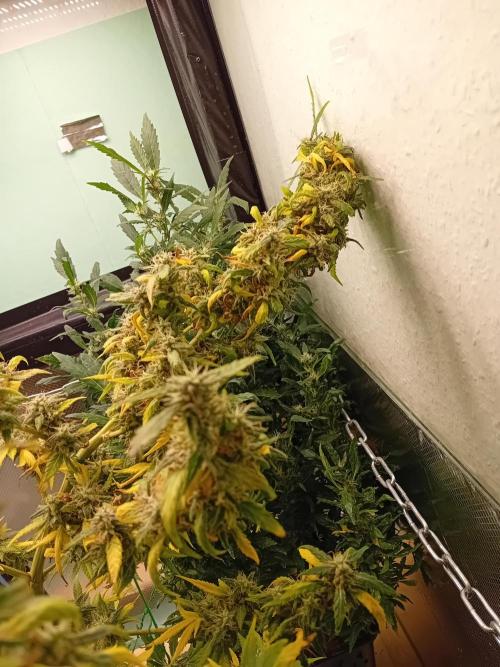 Amnesia XXL - Fem    "LINDA SEEDS". Week 20