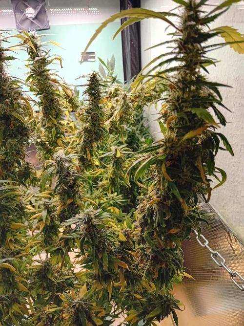 Amnesia XXL - Fem    "LINDA SEEDS". Week 20