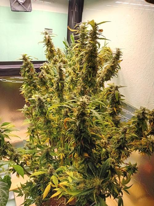 Amnesia XXL - Fem    "LINDA SEEDS". Week 20