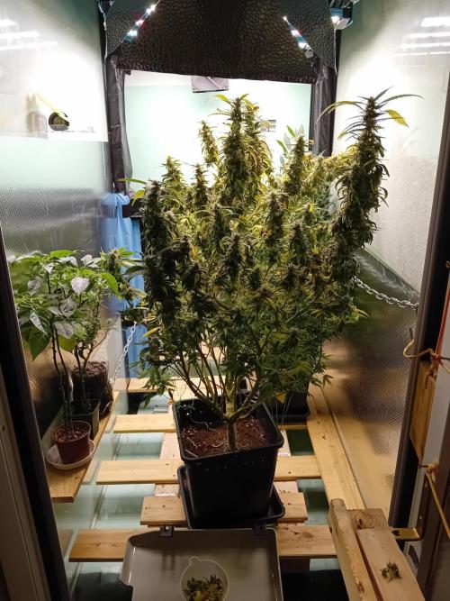 Amnesia XXL - Fem    "LINDA SEEDS". Week 20