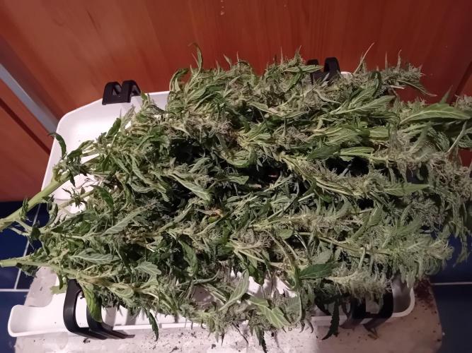 Vision Gelato Auto. Week 20