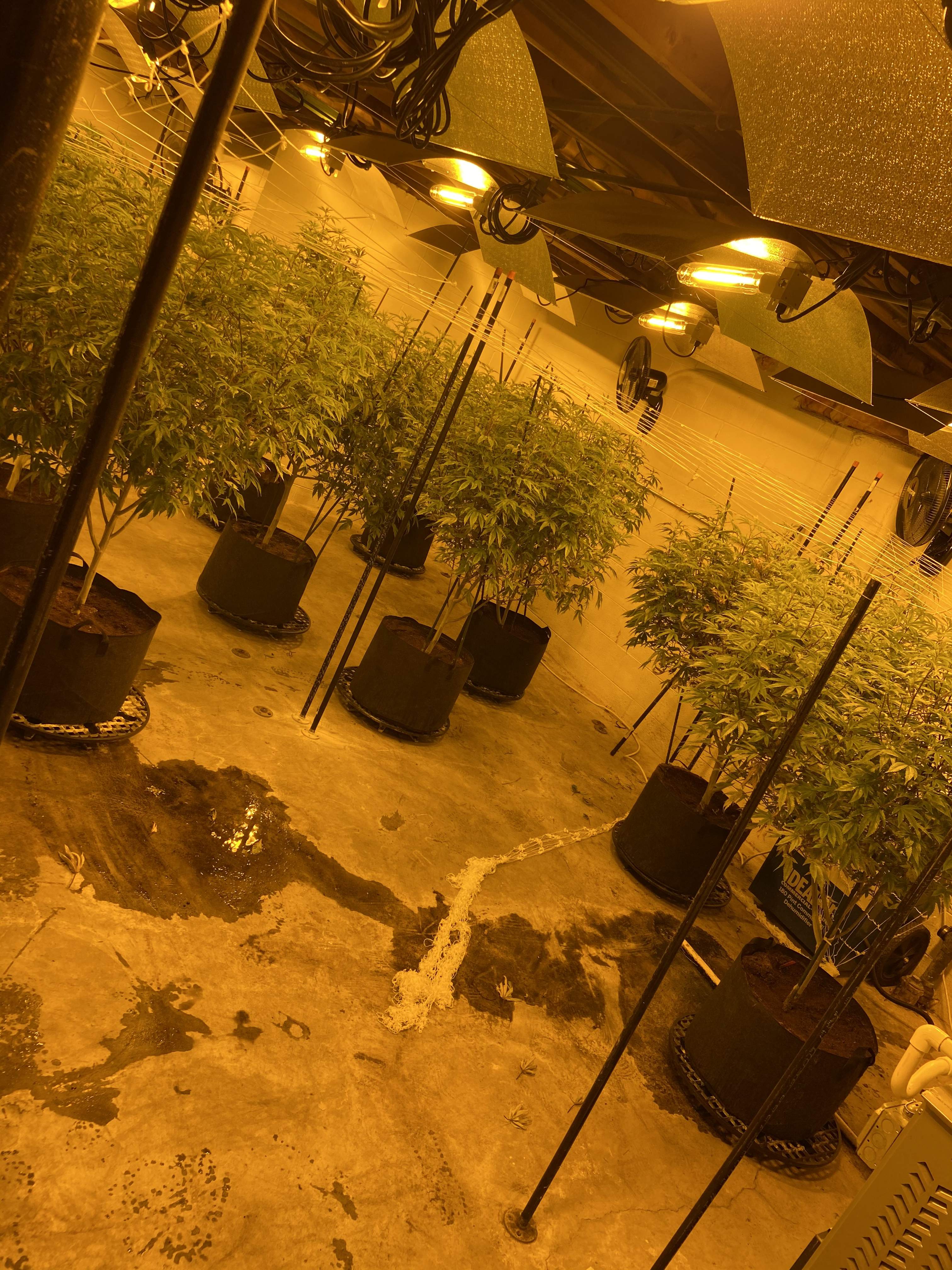 Exotic Grease Monkey grow diary (journal) week6 by Dojagardens