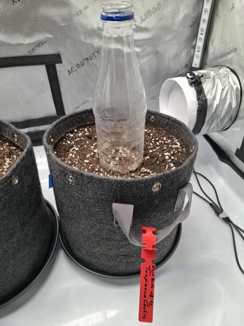 An Autumn with FastBuds. Week 0 - Lil' greenhouse