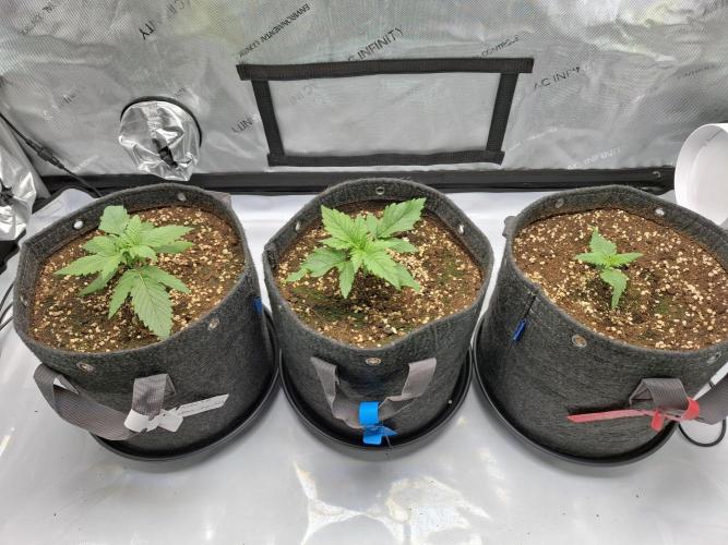 An Autumn with FastBuds. Week 2