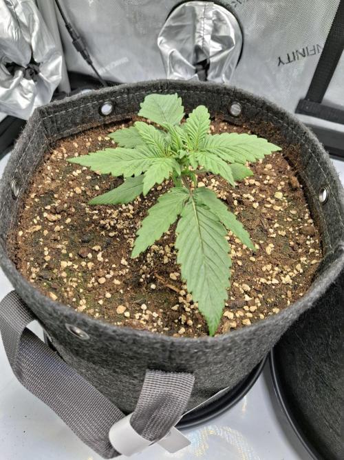 An Autumn with FastBuds. Week 2 - Lemon Cherry Cookies